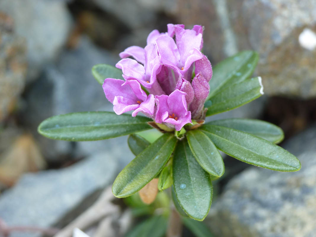 Daphne arbuscula